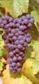 Wein-Etikett